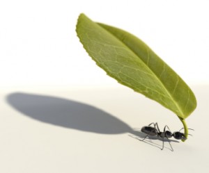 Picture of an ant carrying a large leaf