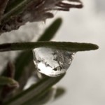 Ice Drop on Rosemary - Copyright R.Weal 2010